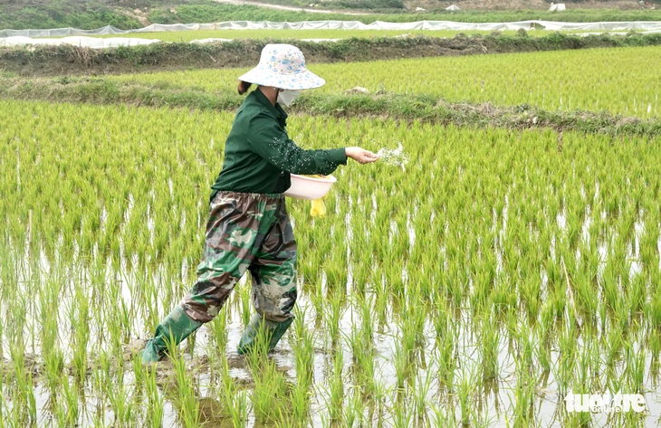 Giá phân bón tăng cao, nông dân gặp khó - Ảnh 2.