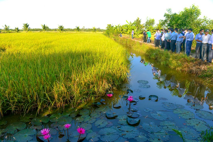 Cánh đồng tôm lúa tại Bạc Liêu - Ảnh: QUANG ĐỊNH