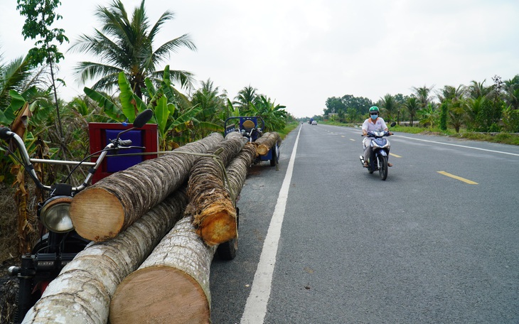 Gần 1.000ha dừa bị sâu đầu đen tấn công: 