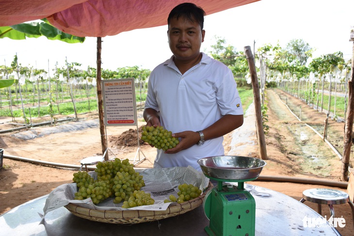 Xây dựng nhãn hiệu nho tươi an toàn trên vùng đất mặn - Ảnh 1.