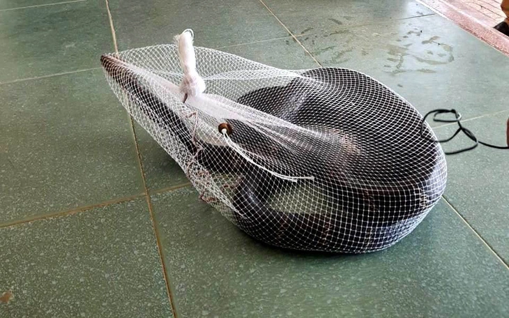 Choáng với rắn hổ mang chúa to, ước nặng gần 7kg xuất hiện ở Vườn quốc gia U Minh Thượng - Ảnh 3.