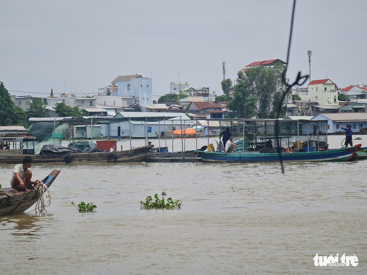 Trên 200 tấn cá chết ở làng bè Châu Đốc: vẫn chưa tìm ra nguyên nhân - Ảnh 2.