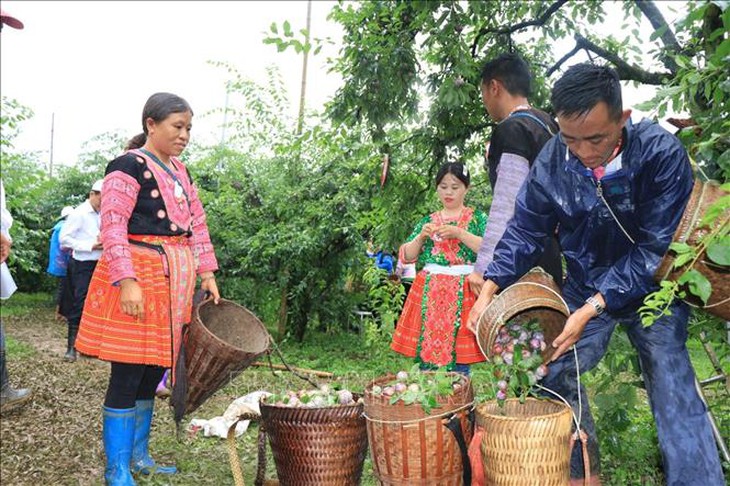 Ngon miệng với mận hậu Mộc Châu hái ăn tại vườn - Ảnh 2.