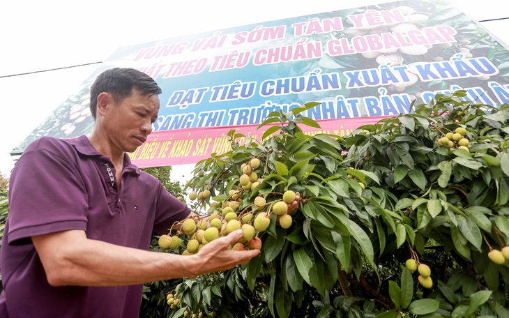 Vải thiều Bắc Giang có chất lượng cao nhất từ trước tới nay