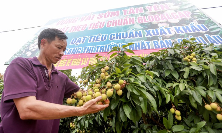 Vải thiều Bắc Giang có chất lượng cao nhất từ trước tới nay - Ảnh 2.