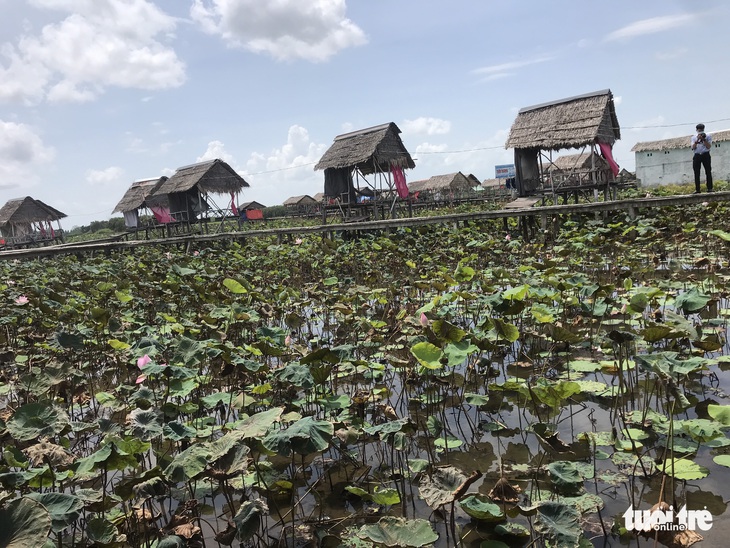 Nông dân trồng sen Đồng Tháp cầu cứu chuyên gia trị bệnh thối ngó, cháy lá - Ảnh 2.