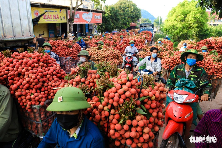 Tạo điều kiện cho các doanh nghiệp, thương nhân Trung Quốc thu mua vải thiều tại Bắc Giang - Ảnh 1.