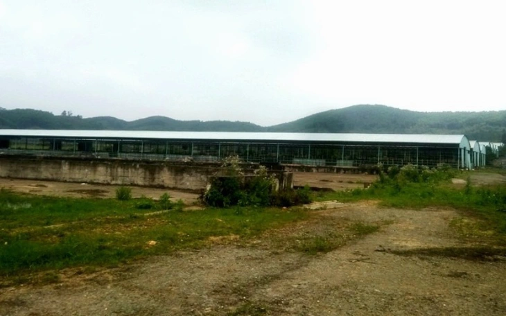 Dự án chăn nuôi bò nghìn tỉ trồng bạt ngàn cây dứa - Ảnh 5.