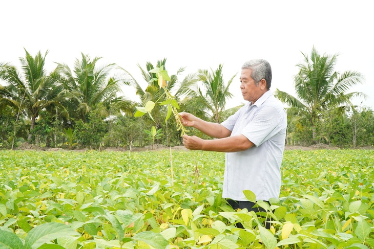 Liên kết sản xuất đậu nành giống Vinasoy 02-NS năng suất cao, tăng hiệu quả kinh tế - Ảnh 2.