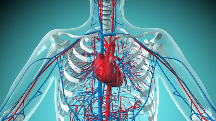 Keo có thể vá mô tổn thương cho người bị đau tim - Ảnh 1.