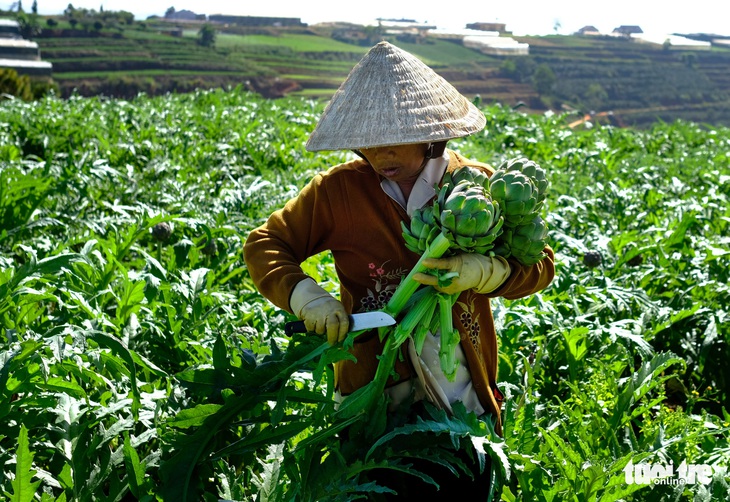 Langbiang thành vùng nông sản hữu cơ - Ảnh 1.