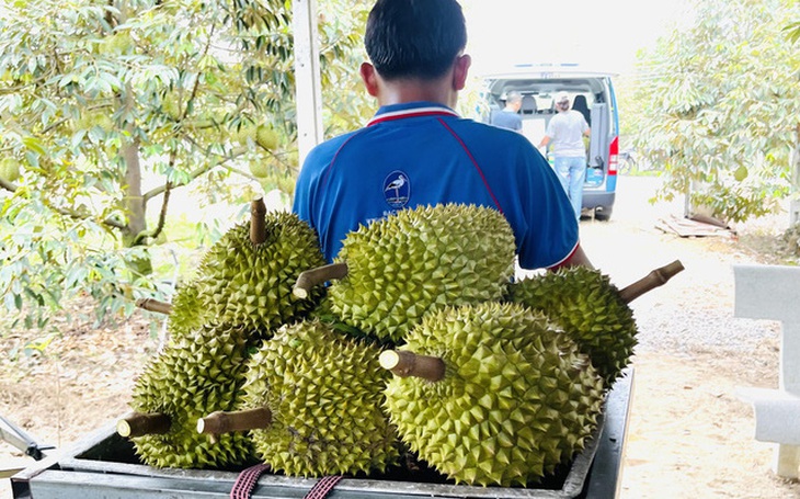 Việt Nam sắp xuất khẩu sầu riêng chính ngạch sang Trung Quốc