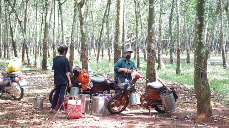 125 năm cao su cho vàng ở Việt Nam - Kỳ 7: Những dòng họ nhiều đời dưới tán cao su - Ảnh 3.