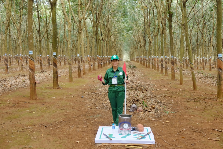 125 năm cao su cho vàng ở Việt Nam - Kỳ 9: 15 phút cạo 100 cây cao su chính xác từng 0,1 milimet - Ảnh 4.