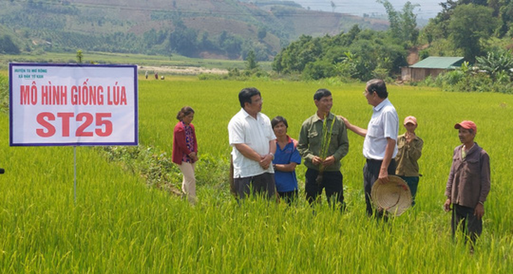 Ông Hồ Quang Cua, cha đẻ giống lúa ST25, trên cánh đồng lúa mẫu tại xã Đắk Tờ Kan (Tu Mơ Rông, Kon Tum) - Ảnh: TIẾN TRÌNH