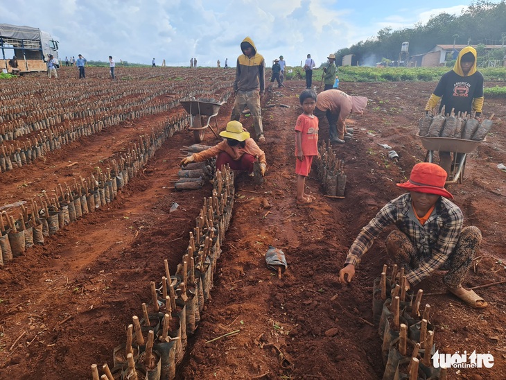 125 năm cao su cho vàng ở Việt Nam - Kỳ cuối: Bản làng trù phú bên tán cao su - Ảnh 2.