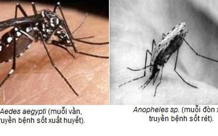 Bệnh sốt rét ở TP.HCM: Nguy cơ lây lan rất thấp, đã loại trừ từ năm 2020