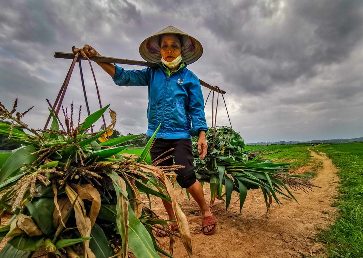 Nỏ ai biết vì sao cánh đồng làng tôi lại bị trời đánh nhiều thế mô - Ảnh 3.