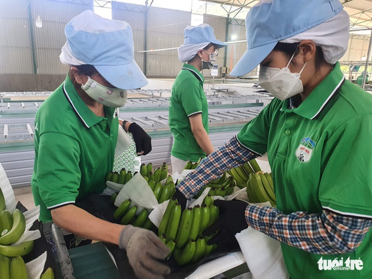 Hoàng Anh Gia Lai của bầu Đức lãi kỷ lục nhờ nuôi heo, trồng chuối - Ảnh 1.