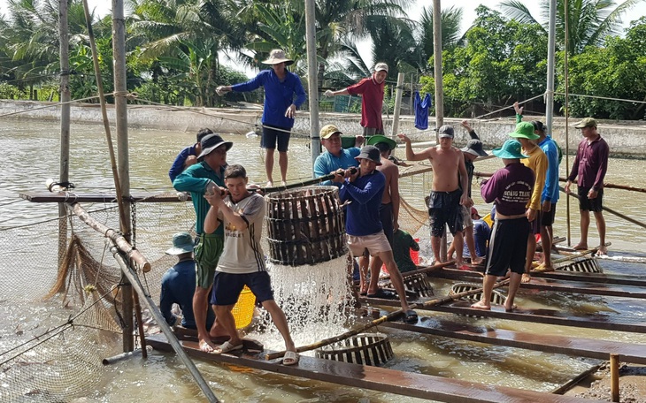 Giá cá tra tăng lên, 27.000 - 28.000 đồng/kg, chi phí bà con nuôi gần 30.000 đồng/kg