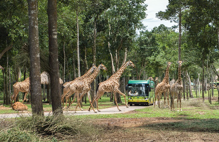 Biệt đội phản ứng nhanh của Vinpearl Safari Phú Quốc - Ảnh 3.