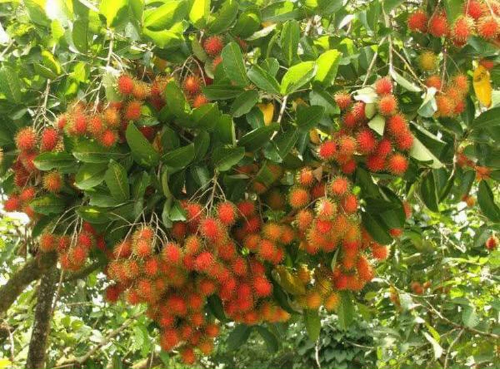 chôm chôm - Ảnh 1.