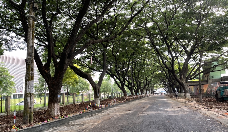 Thi công cải tạo vỉa hè làm cây me cổ thụ bật gốc - Ảnh 2.