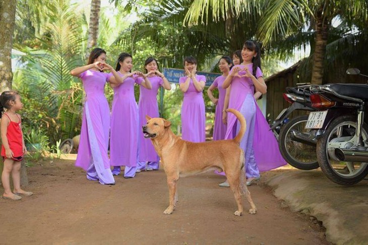 Những lần cún cưng làm tiểu tam trong đám cưới gia chủ - Ảnh 7. Những lần cún cưng làm tiểu tam trong đám cưới gia chủ - Ảnh 7.