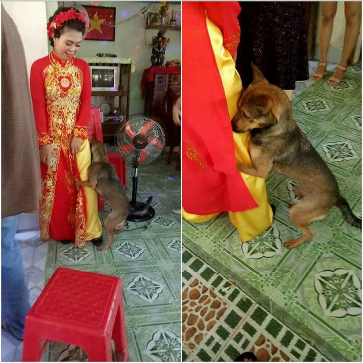 Những lần cún cưng làm tiểu tam trong đám cưới gia chủ - Ảnh 8. Những lần cún cưng làm tiểu tam trong đám cưới gia chủ - Ảnh 8.