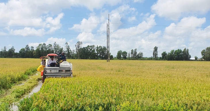 Hỗ trợ sinh kế cho 300.000 hộ nông dân trồng lúa ở Đồng bằng sông Cửu Long - Ảnh 1.