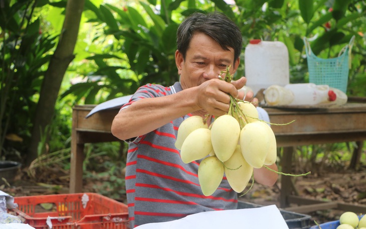 Nhiều cơ hội cho xoài Đồng Tháp ‘bay’ sang châu Âu