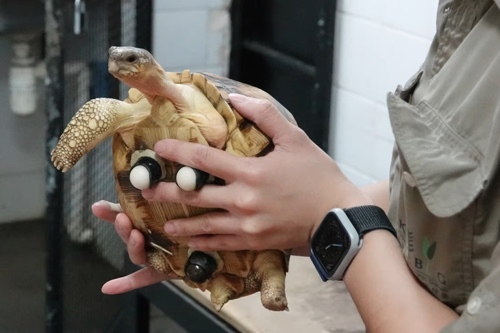Gắn bánh xe làm chân cho chú rùa có nguy cơ tuyệt chủng - Ảnh 2. Gắn bánh xe làm chân cho chú rùa có nguy cơ tuyệt chủng - Ảnh 2.