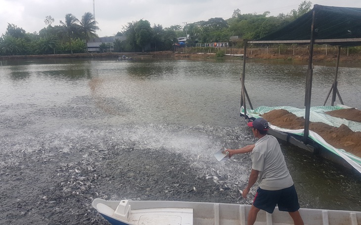 Giá cá tra giống tăng 'nóng' - Ảnh 2.