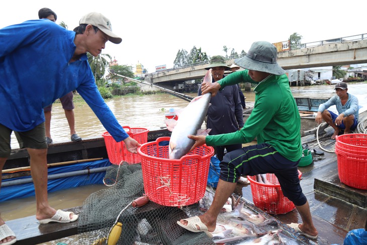 Tin sáng 20-8: Di dời 120 tuyến xe ra bến xe Miền Đông mới; Mưa diện rộng 2 miền - Ảnh 2.