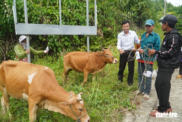 Hậu COVID-19, mưa lũ, nông dân mừng vui nhận bò giống về nhà nuôi - Ảnh 1.