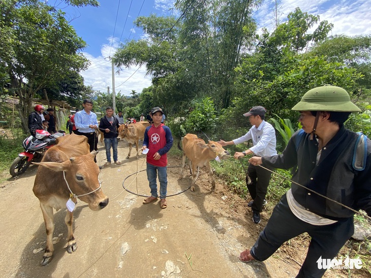 Hậu COVID-19, mưa lũ, nông dân mừng vui nhận bò giống về nhà nuôi - Ảnh 6.