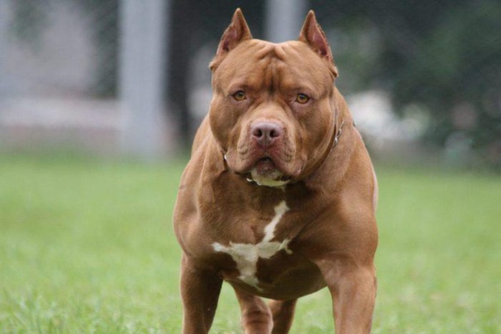 Thả chó pitbull cắn người khi đánh nhau: Khởi tố chủ chó và 2 người liên quan - Ảnh 1.