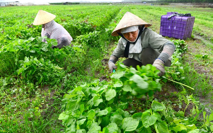 'Choáng' với con số diện tích rau sản xuất VietGAP ở Việt Nam - Ảnh 2.