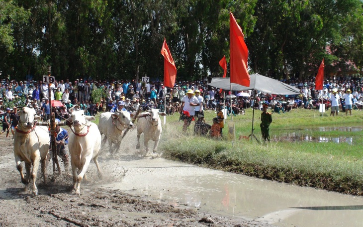 Hàng ngàn người về xem đua bò chùa Rô lần thứ 10 - Ảnh 7.