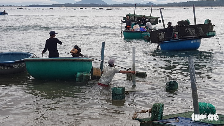 Dân Phú Yên hối hả vớt cả triệu con tôm hùm giống chạy bão số 4 - Ảnh 6.