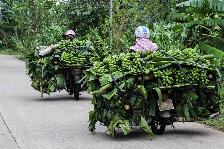 Nông dân thất thần nhìn vùng chuối tiến vua tan hoang sau bão số 4 - Ảnh 7.