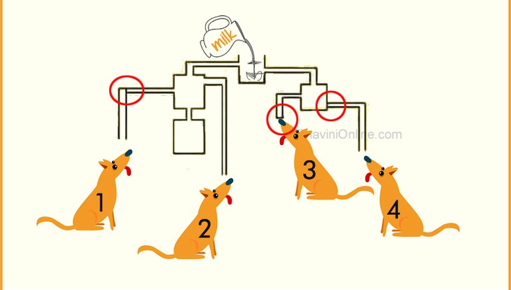 Đố vui: Con chó nào được uống sữa trước? - Ảnh 3.