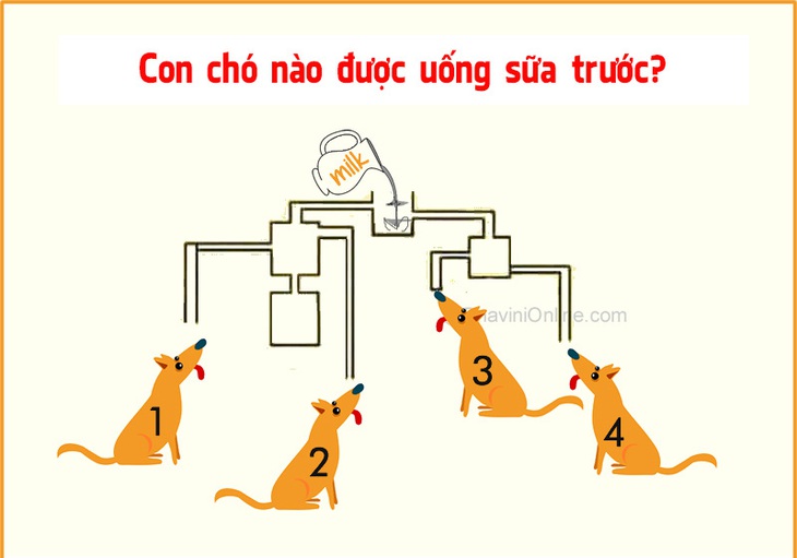 Đố vui: Con chó nào được uống sữa trước? - Ảnh 1.