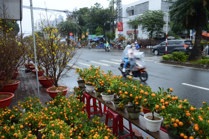 Mưa gió liên tục, chợ hoa Tết Quảng Ngãi đìu hiu - Ảnh 1. Mưa gió liên tục, chợ hoa Tết Quảng Ngãi đìu hiu - Ảnh 1.