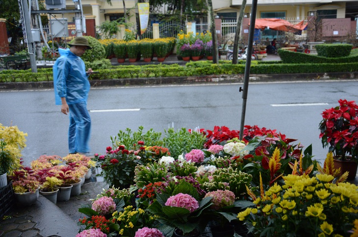 Mưa gió liên tục, chợ hoa Tết Quảng Ngãi đìu hiu - Ảnh 10. Mưa gió liên tục, chợ hoa Tết Quảng Ngãi đìu hiu - Ảnh 10.