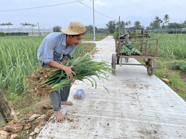 Vựa lay ơn lớn nhất nhì miền Trung không nở, người trồng hoa mất Tết - Ảnh 6.