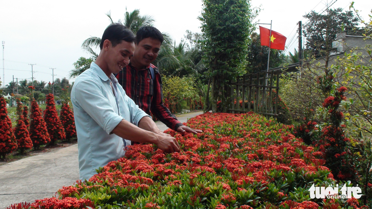 Hàng rào đỏ rực tại miền Tây, ai qua cũng ngoái nhìn - Ảnh 2.