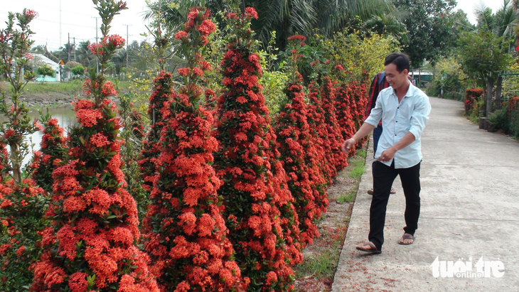 Hàng rào đỏ rực tại miền Tây, ai qua cũng ngoái nhìn - Ảnh 5.