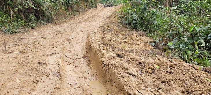 Hàng trăm cây gỗ rừng tự nhiên bị chặt hạ la liệt - Ảnh 2.