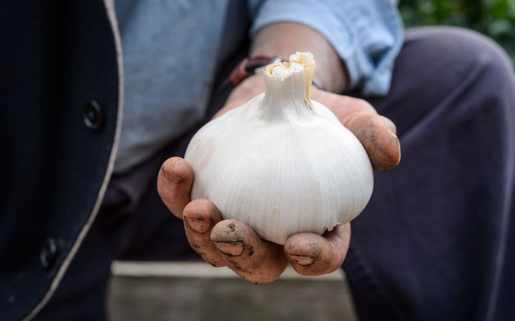 Củ tỏi gì mà nặng hơn 5kg